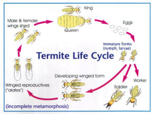 image ot the termite lifecycle - get rid of termites as soon as possible to protect your Sacramento area home. Pest Control Center can help.