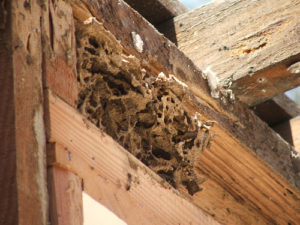 image of termite damage and evidence of infestation - helpful in determining How to tell if your Sacramento area home is infested with termites