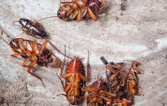 dead cockroaches on their backs